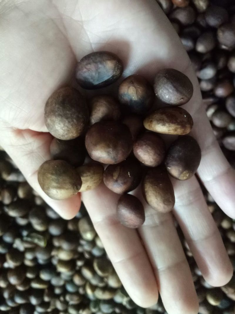 枇杷种子，枇杷树种子，枇杷果树种子果树种子