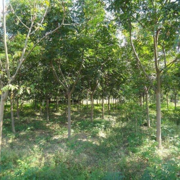 栾树4~6cm4~6cm3~3.5米