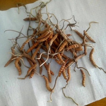 虫草散装