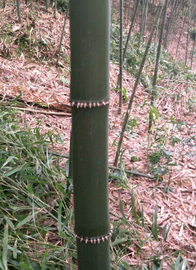 方竹3~4m风景竹景观竹绿化竹