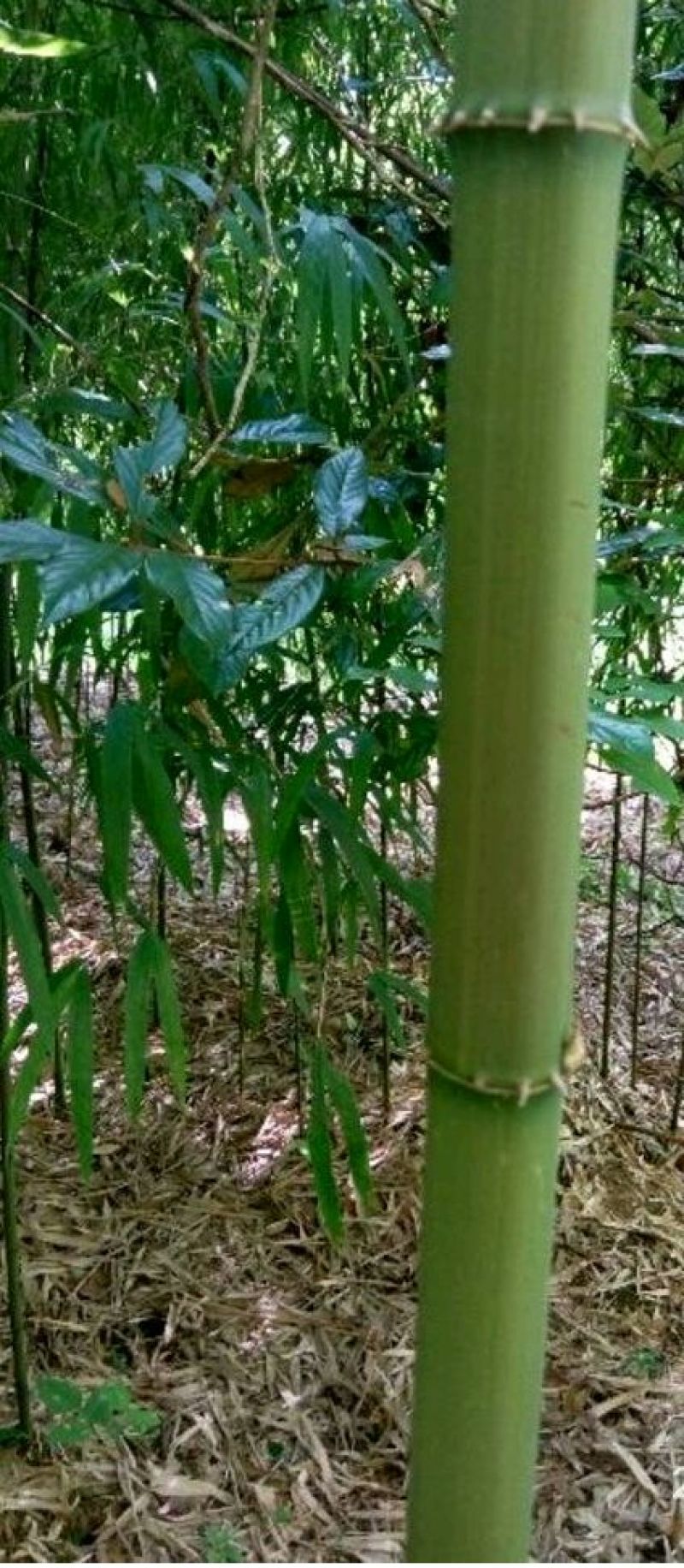 方竹3~4m风景竹景观竹绿化竹