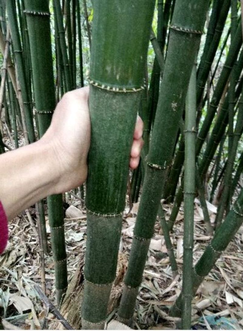 方竹3~4m风景竹景观竹绿化竹