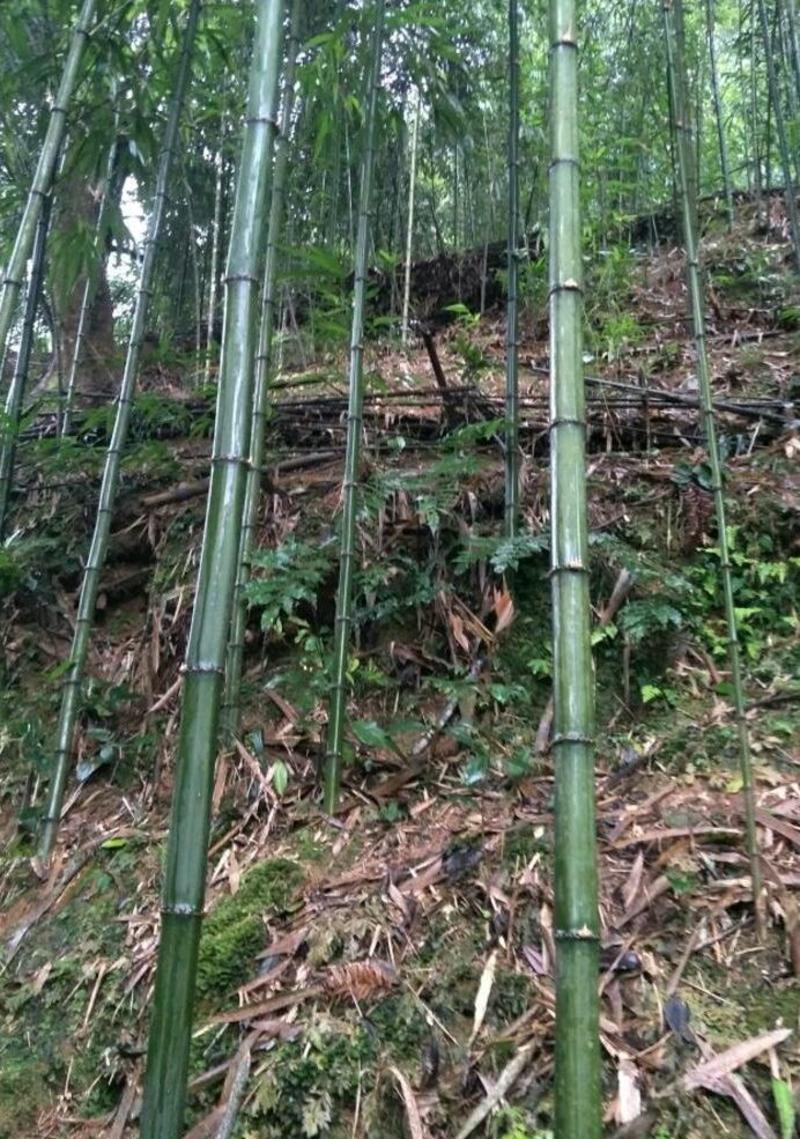 方竹3~4m风景竹景观竹绿化竹