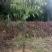 方竹3~4m风景竹景观竹绿化竹