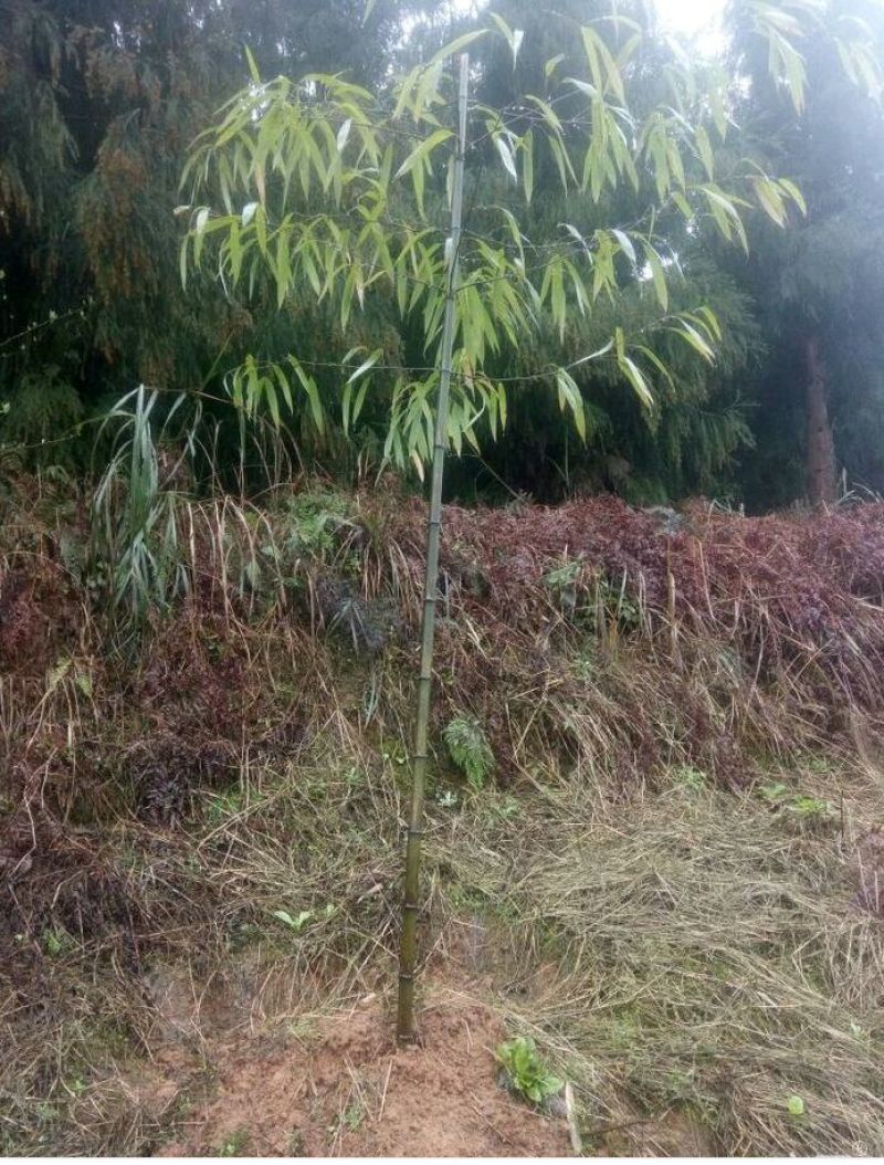方竹3~4m风景竹景观竹绿化竹