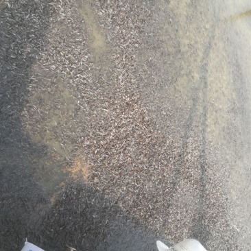 胡子鲶苗八胡鲶鱼苗八须鲶鱼苗