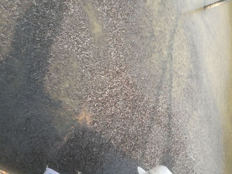 胡子鲶苗八胡鲶鱼苗八须鲶鱼苗