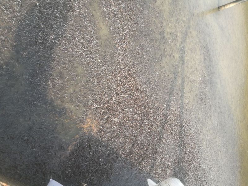 胡子鲶苗八胡鲶鱼苗八须鲶鱼苗