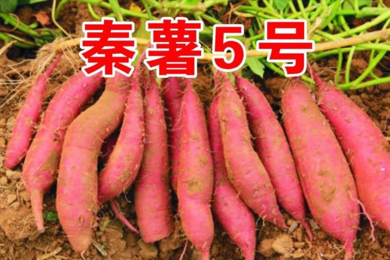 秦薯5号红薯苗陕西杨凌红薯苗