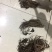 赤芍苗子