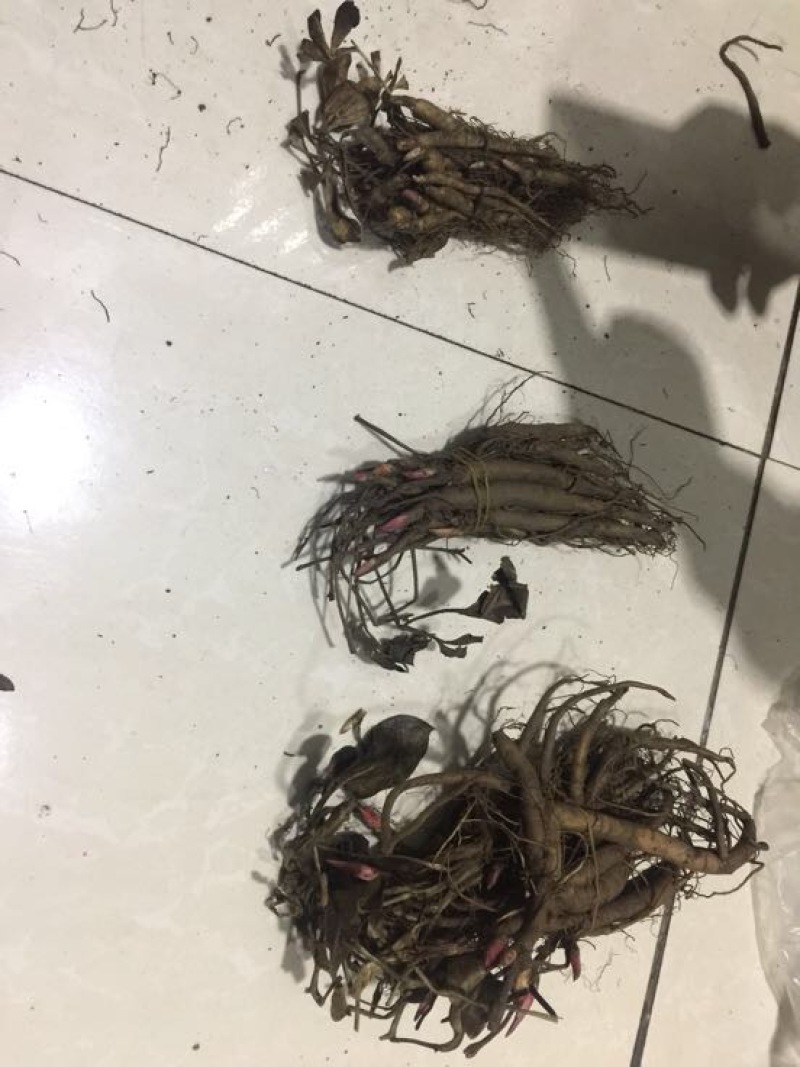 赤芍苗子