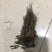 赤芍苗子