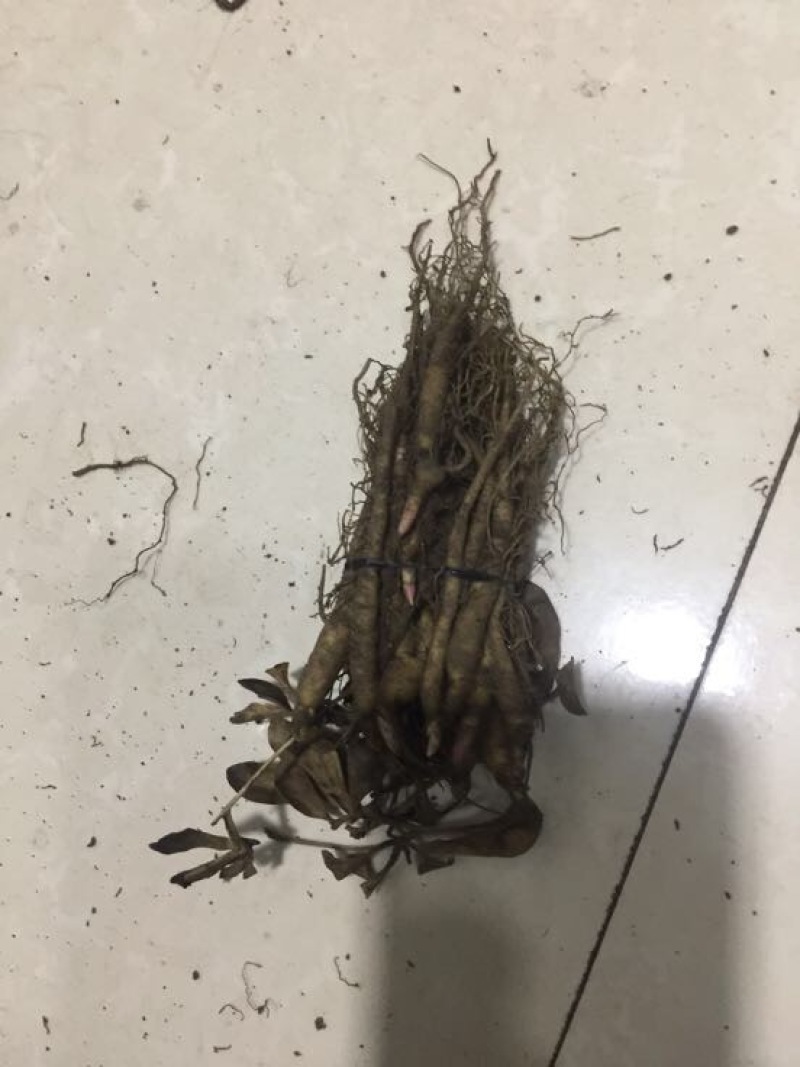 赤芍苗子