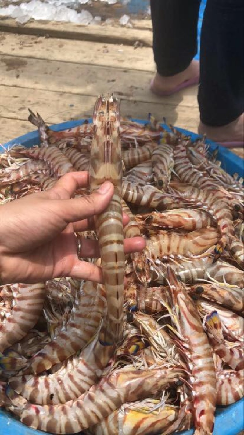 斑节虾食用活虾