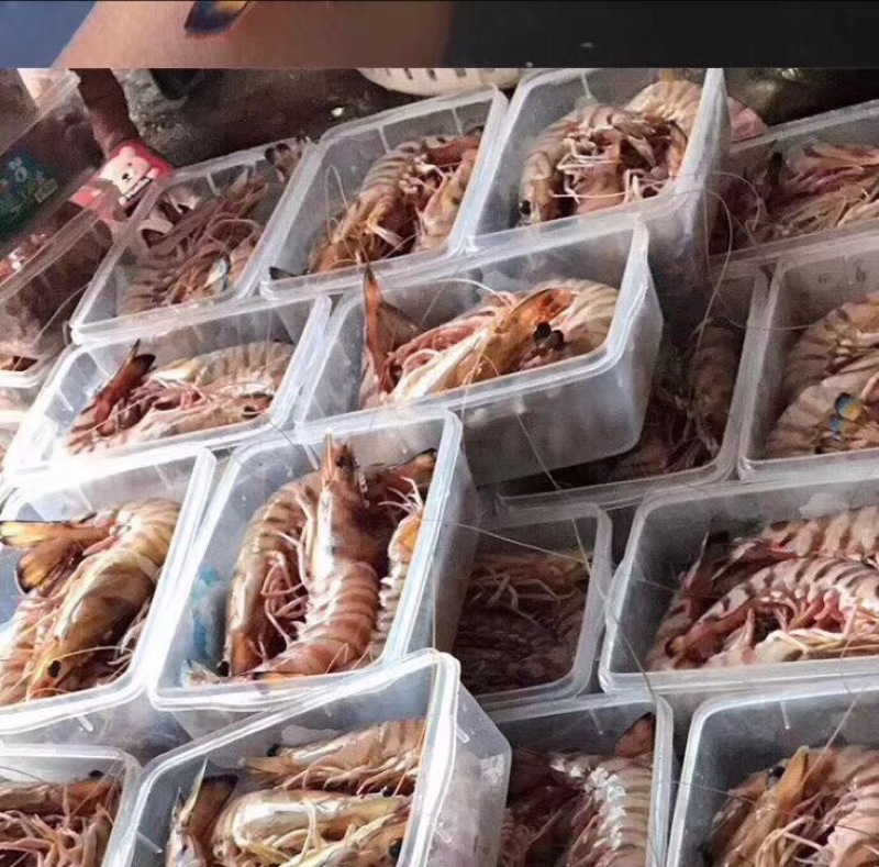 斑节虾食用活虾