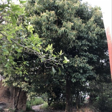天竺桂造林绿化苗木农户直销