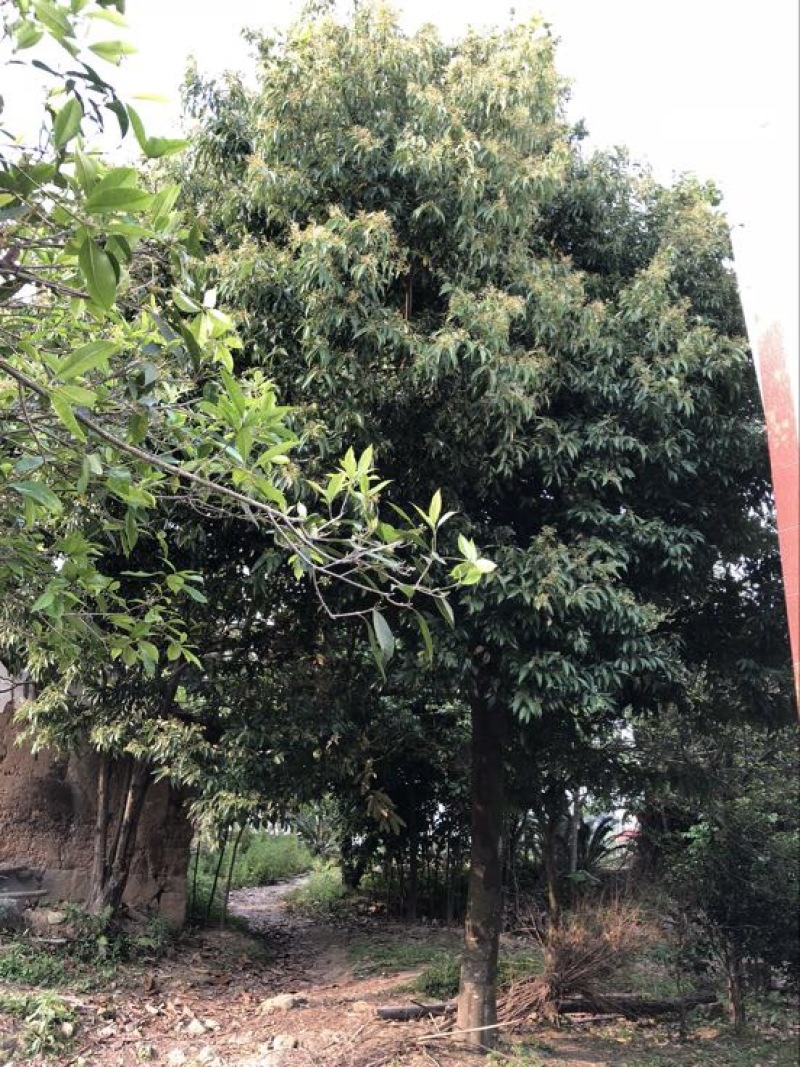 天竺桂造林绿化苗木农户直销