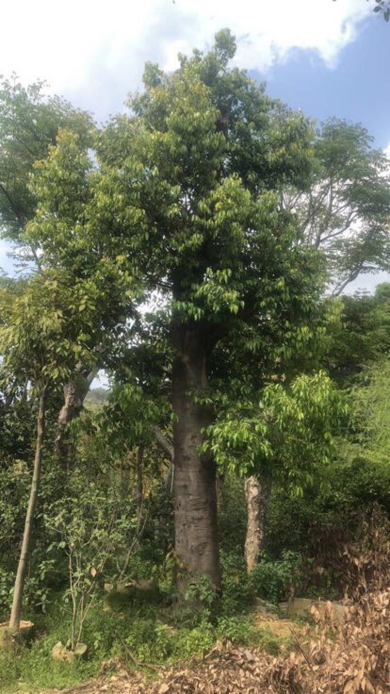 天竺桂造林绿化苗木农户直销