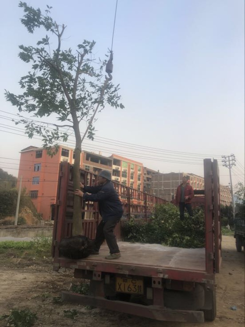天竺桂造林绿化苗木农户直销