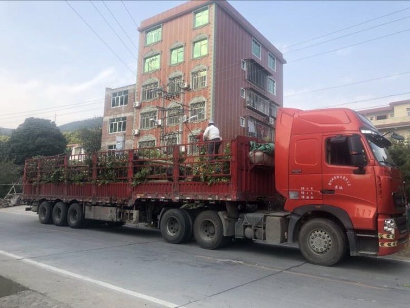天竺桂造林绿化苗木农户直销