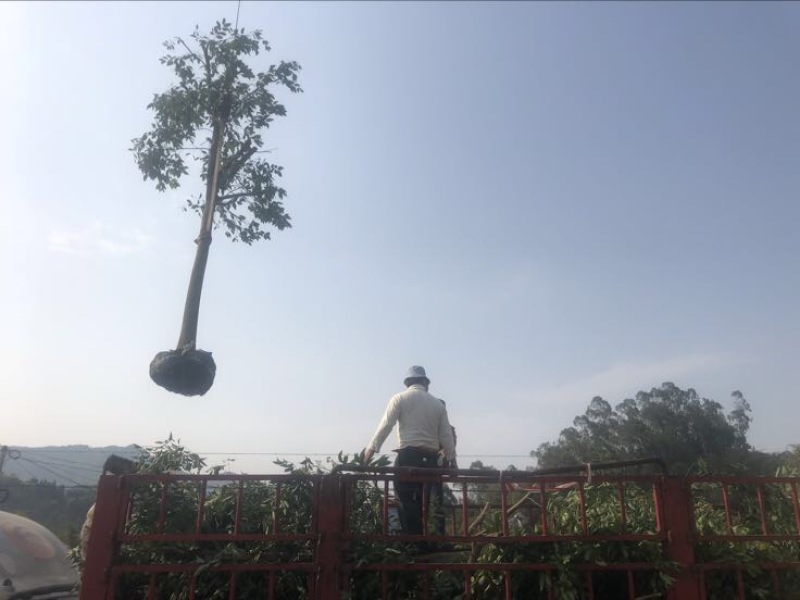 天竺桂造林绿化苗木农户直销