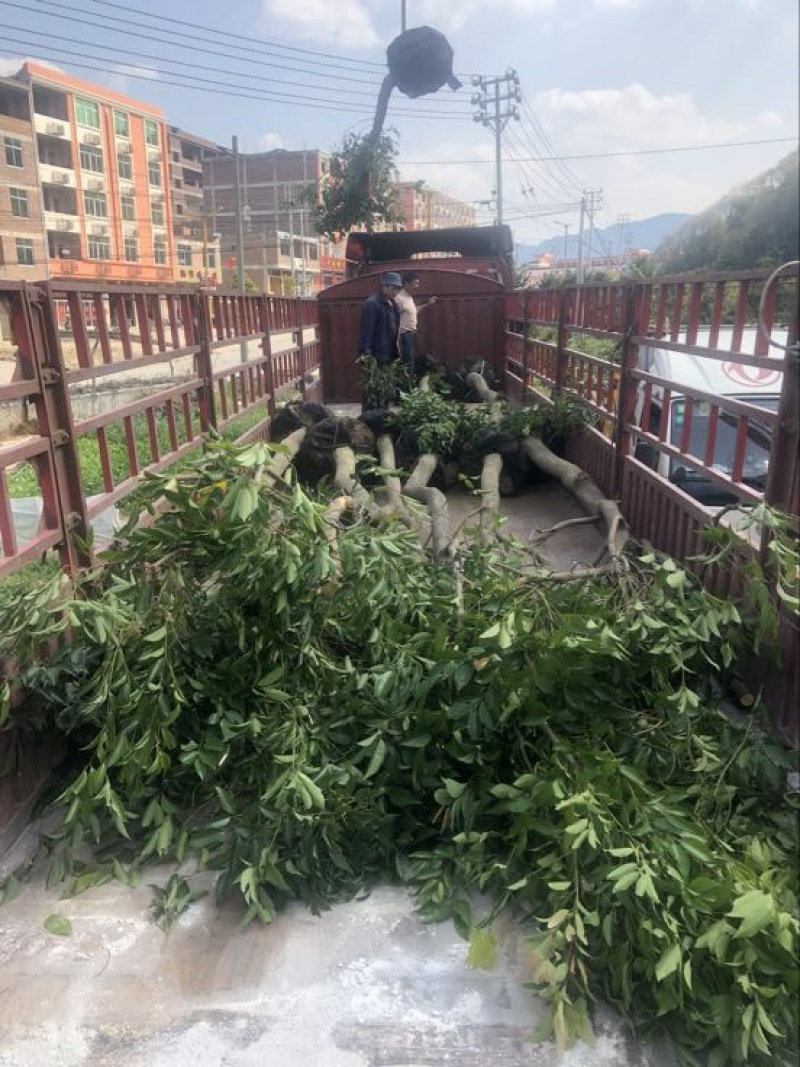天竺桂造林绿化苗木农户直销