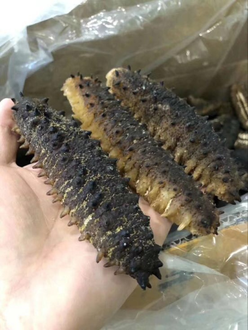 斑节虾食用活虾
