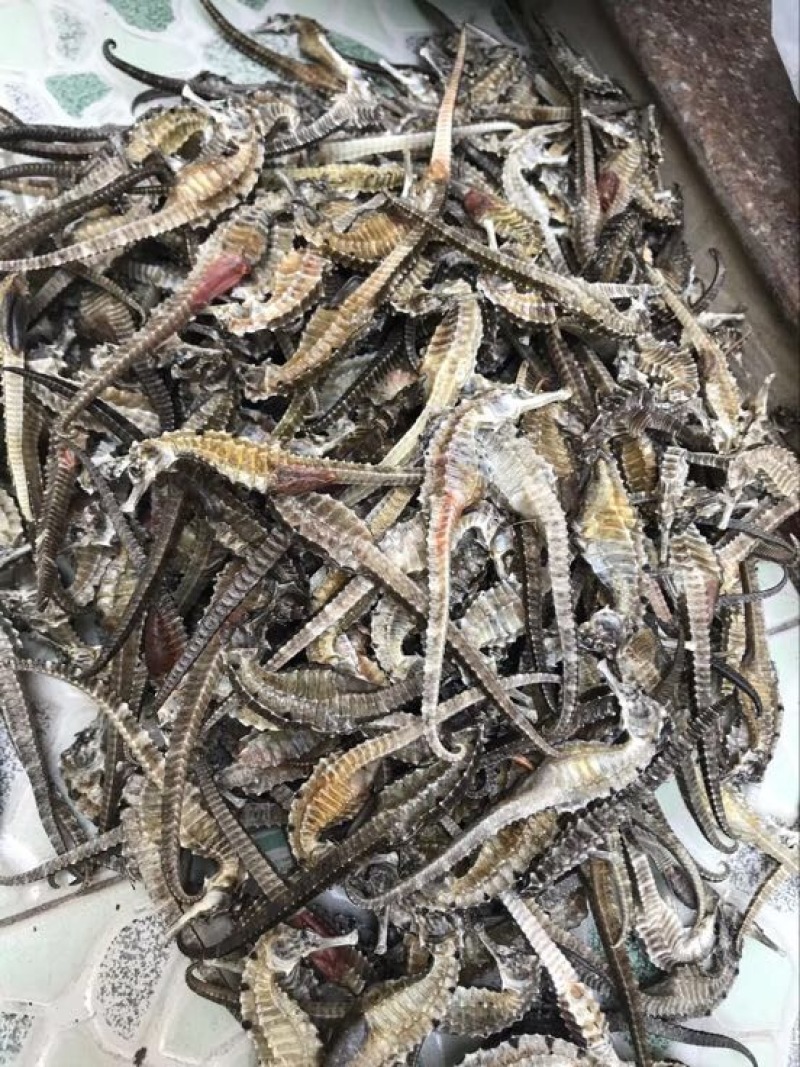 斑节虾食用活虾