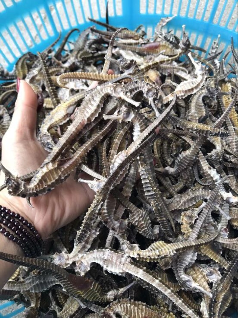 斑节虾食用活虾