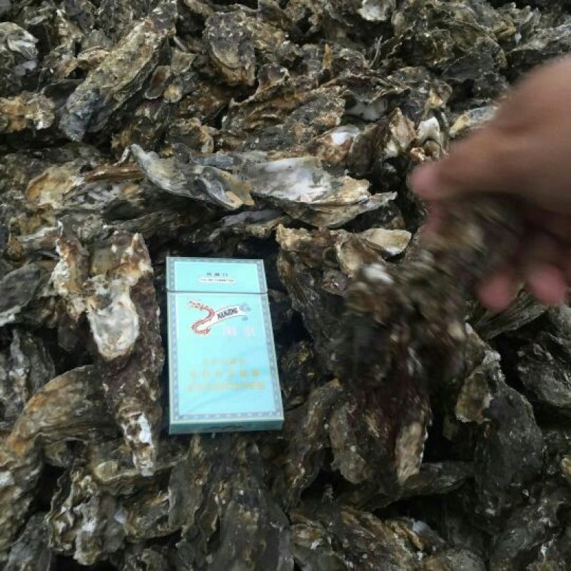 贻贝食用鲜活
