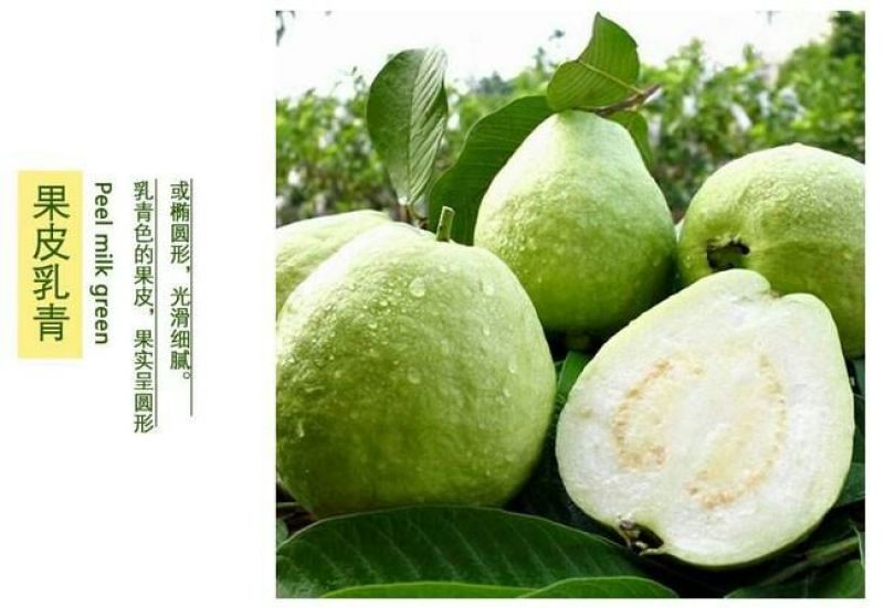 台湾番石榴70~80mm白心