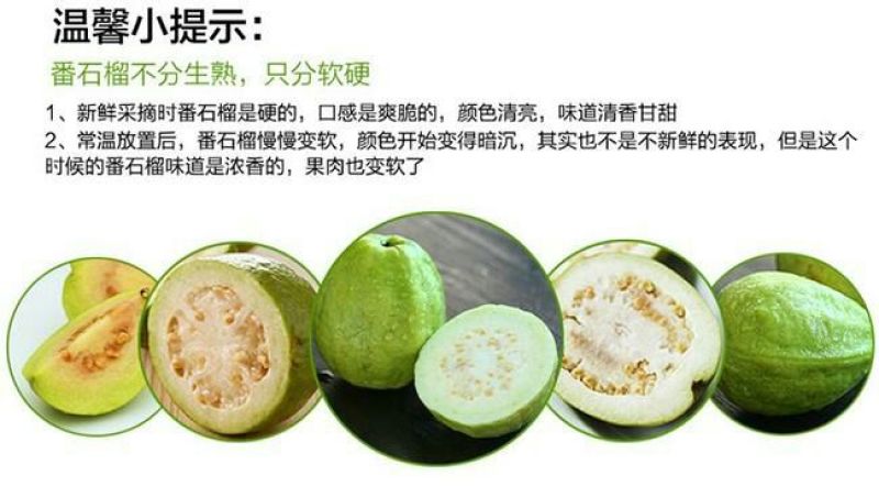 台湾番石榴70~80mm白心