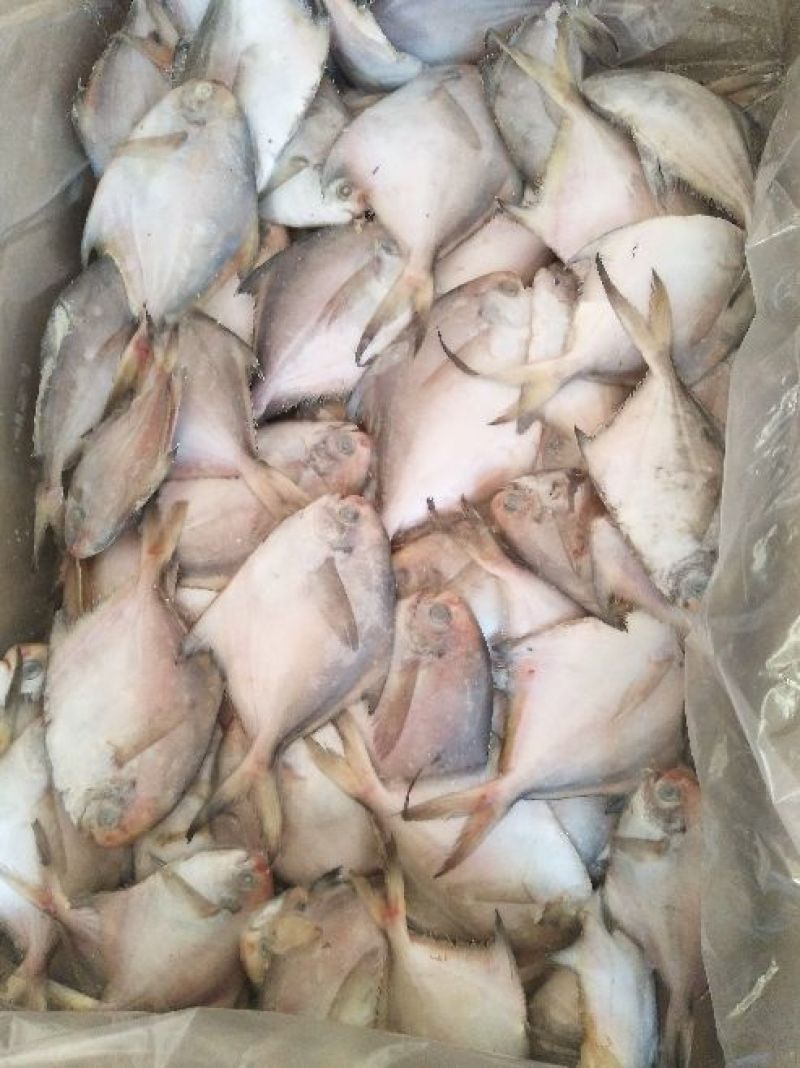 白鲳食用