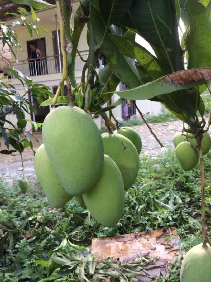 台农芒云南芒果市场货电商货大量上市需要的联系