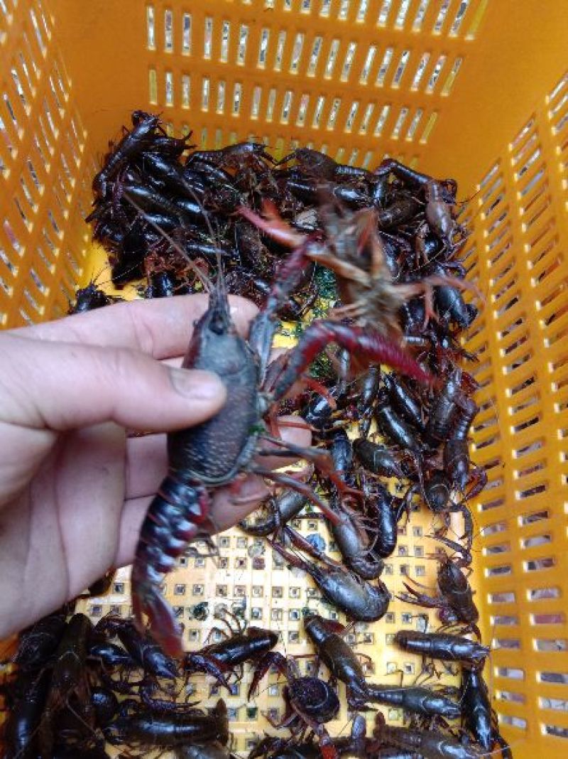澳洲淡水小龙虾藕塘套养4-6钱（20-30克）活虾