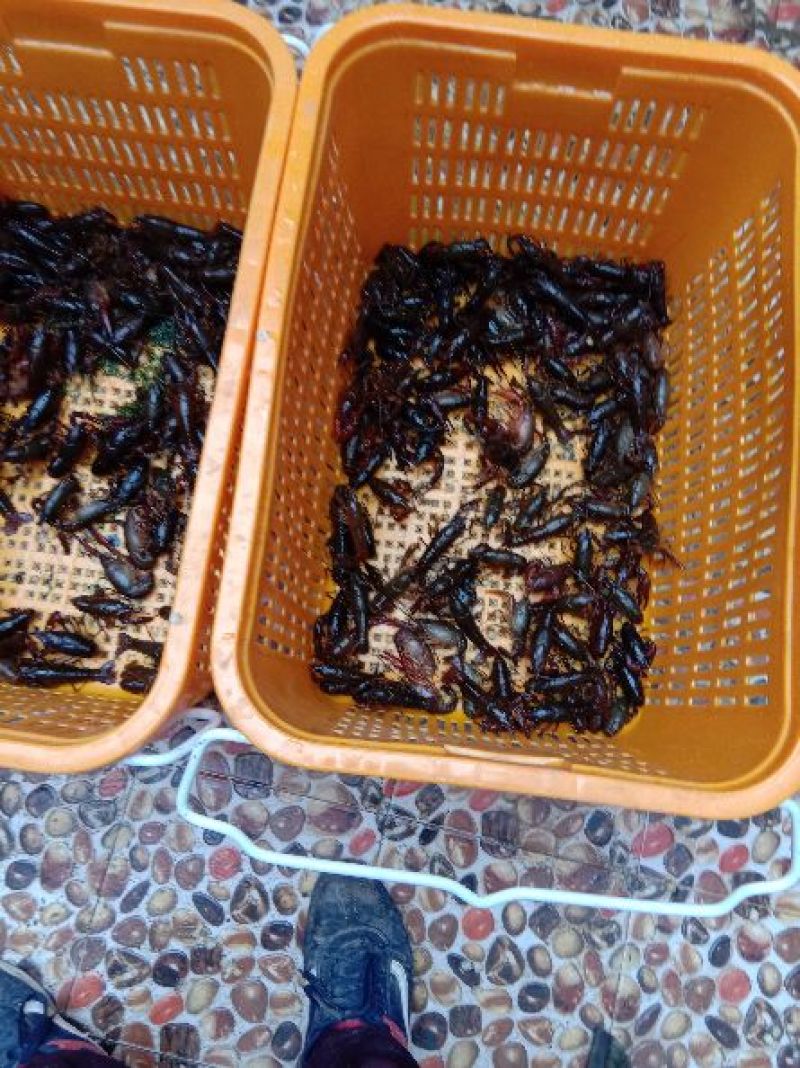 澳洲淡水小龙虾藕塘套养4-6钱（20-30克）活虾