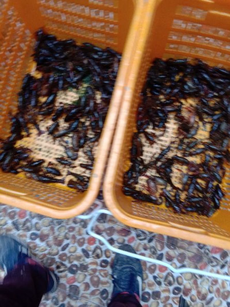 澳洲淡水小龙虾藕塘套养4-6钱（20-30克）活虾