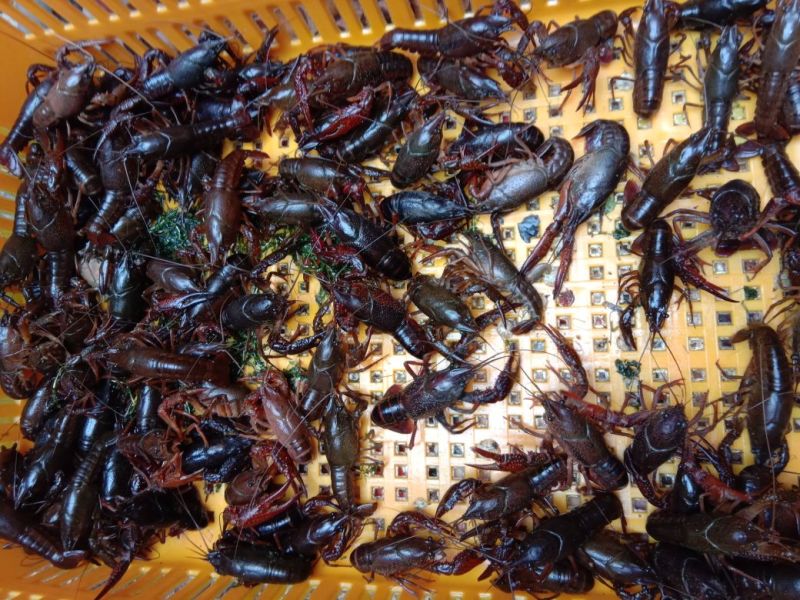 澳洲淡水小龙虾藕塘套养4-6钱（20-30克）活虾
