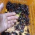 澳洲淡水小龙虾藕塘套养4-6钱（20-30克）活虾