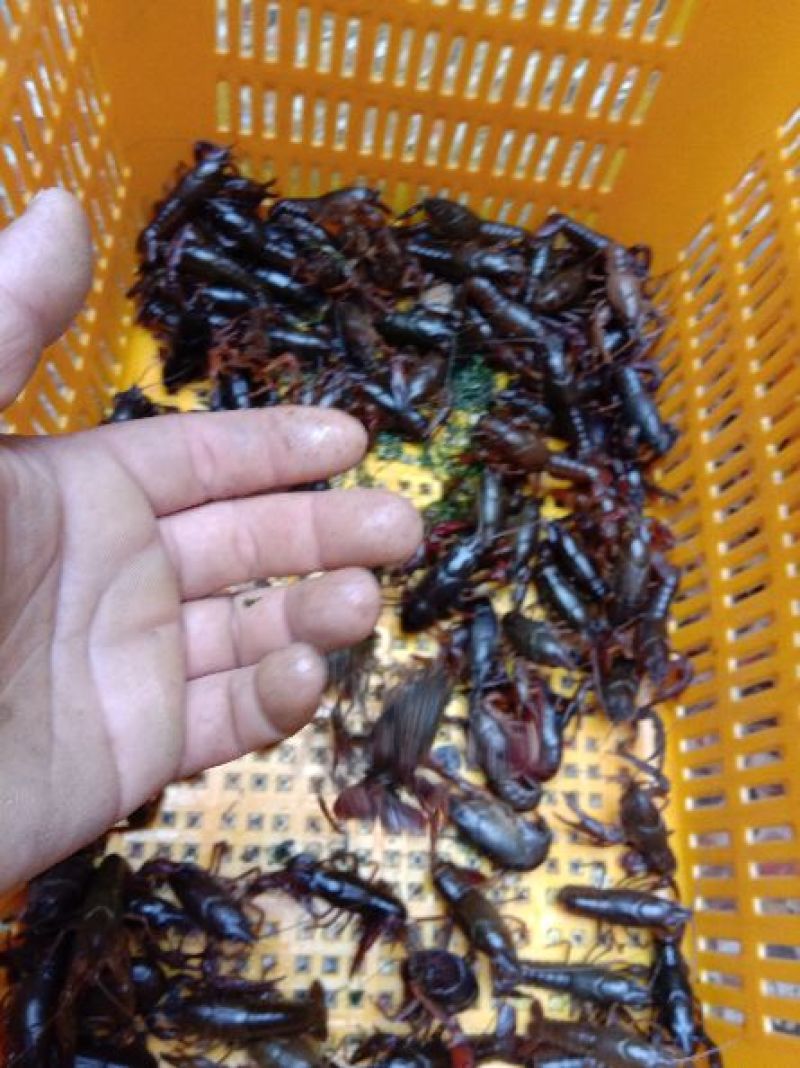 澳洲淡水小龙虾藕塘套养4-6钱（20-30克）活虾