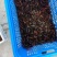 澳洲淡水小龙虾藕塘套养4-6钱（20-30克）活虾