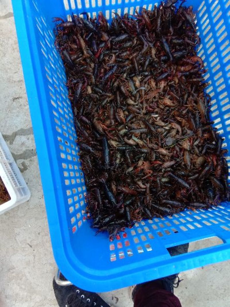澳洲淡水小龙虾藕塘套养4-6钱（20-30克）活虾