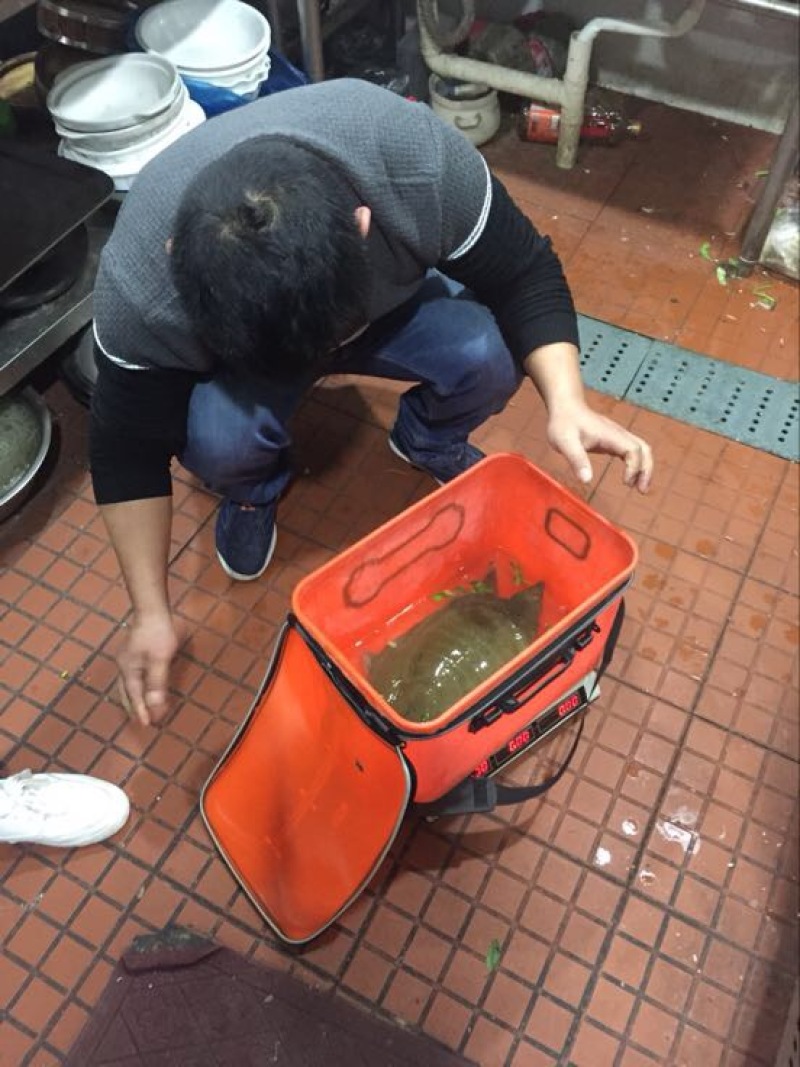 野生甲鱼2.5~3斤