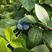 奥尼尔蓝莓12~14mm以上鲜果
