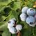 奥尼尔蓝莓12~14mm以上鲜果