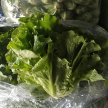 意大利生菜5两~6两，基地新鲜采摘装车发货，欢迎咨询