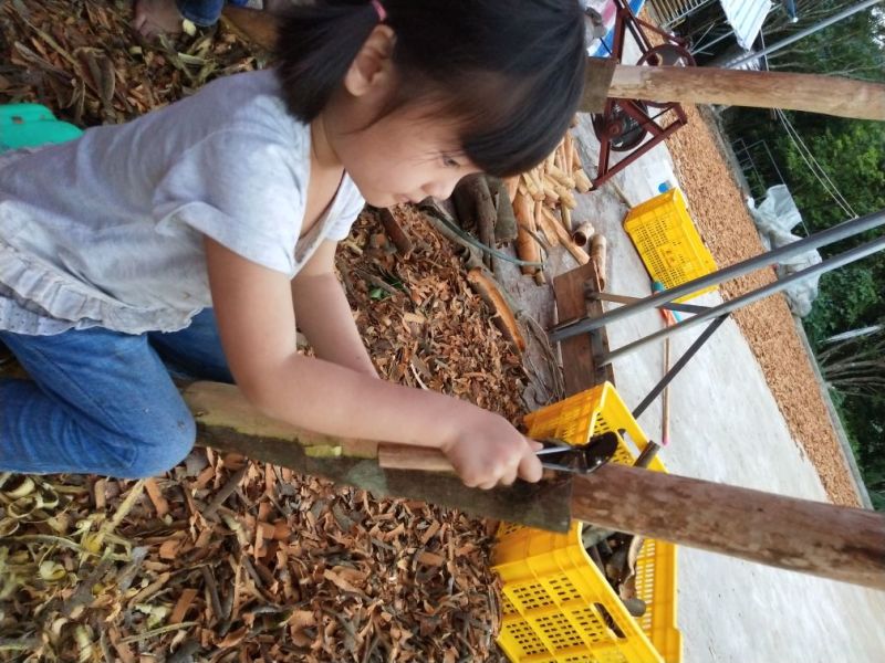 桂皮散装统货