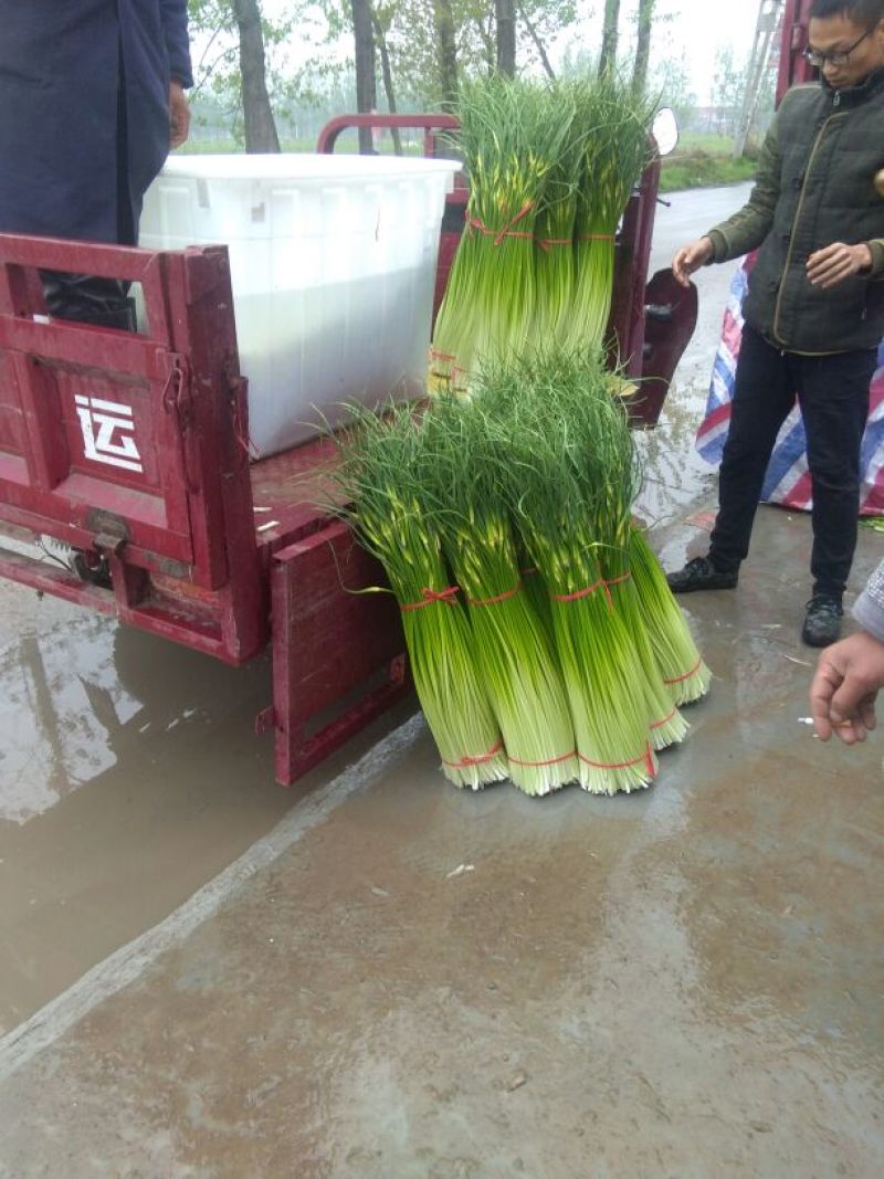 白帽蒜薹精品苏北万亩收购大市场，欢迎客商前来选购！