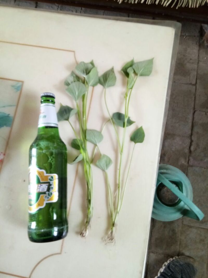 红薯苗15~25cm