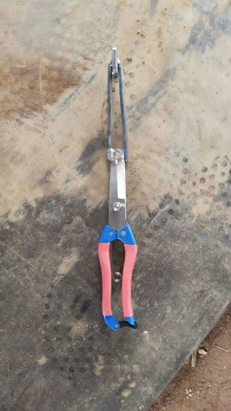 红薯苗15~25cm